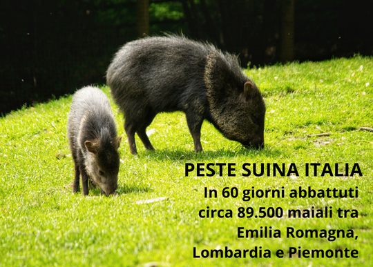 peste suina abbattuti.png